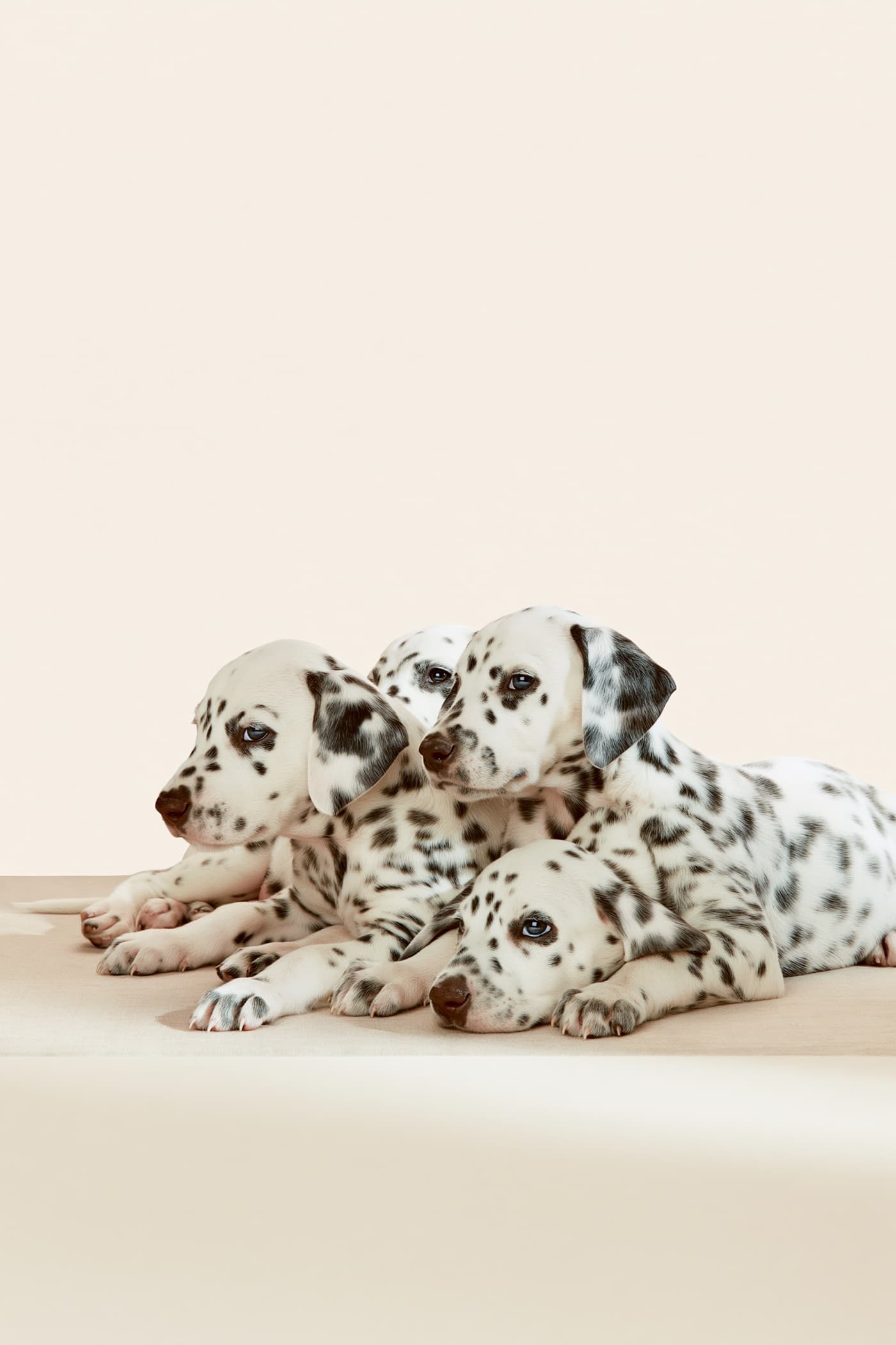 Animalier — visuel IA Studio Dagafine